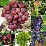 foto: acquista Pinkdose 50 Bulk Giardino d'uva bonsai Vitis Vinifera Delicious Fresh Fruit -Mixed bonsai - U. K on-line, miglior prezzo  nuovo 2024-2023 bestseller, recensione