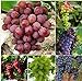 foto Pinkdose 50 Bulk Giardino d'uva bonsai Vitis Vinifera Delicious Fresh Fruit -Mixed bonsai - U. K 2024-2023