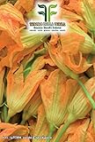 foto: acquista 40 C.ca Semi Zucchino da fiori - Cucurbita Pepo In Confezione Originale Prodotto in Italia - Zucchine da fiore on-line, miglior prezzo EUR 7,40 nuovo 2024-2023 bestseller, recensione