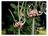 foto: acquista Portal Cool 70 semi egiziano cipolla Allium Cepa viviparum
