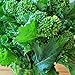 foto Portal Cool 4000 Seeds: Broccolo inizio autunno Raab Rapini 300-4000 Semi Microgreens Cavolo Giardino 2024-2023