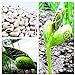 foto Pinkdose 10pcs / bag mini Giappone fagioli semi con parole scherza il regalo bonsai semi magici semplice pianta in vaso DIY casa e giardino ortaggi semi 2024-2023