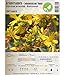 foto Semi di erbe - Iperico - Erba di San Giovanni / Hypericum perforatum - Clusiaceae 100 Semi 2024-2023