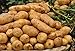 foto Pinkdose 100pcs Giant & amp; I semi di patate viola anti-rughe Nutrizione verde vegetale per il giardino domestico di semina di piante di patate giardino rare: 8 2024-2023
