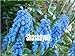 foto Pinkdose 100 pz/borsa Giacinti d'uva Bonsai stringa per l'inverno piante da appartamento fiore bonsai Piante in vaso consegna fiori gratis: 21 2024-2023