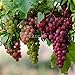 foto Pinkdose Bonsai di vite d'uva in miniatura - Patio Syrah - Vitis Vinifera - Pianta d'appartamento - 20 pezzi - Bonsai di frutta: 3 2024-2023