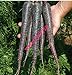 foto Pinkdose 500 pezzi nero carota Semi viola Sun carota Semi Heirloom semi di verdure per le piante giardino di casa 2024-2023