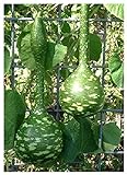 foto: acquista TROPICA - zucca - gigante (Cucurbita lagenaria) - 15 semi on-line, miglior prezzo EUR 3,30 nuovo 2024-2023 bestseller, recensione