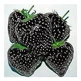 foto: acquista Exotic Plants nera fragola - - 30 semi on-line, miglior prezzo EUR 4,98 nuovo 2024-2023 bestseller, recensione