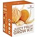 foto Juicy FRUTTA SEME Kit per far crescere SCATOLA REGALO DA Thompson & Morgan - 5 Fresh flavoursome FRUTTA to Grow ;Fragola,melone ,Rabarbaro ,Physalis & Pomodoro SEMI 2024-2023