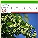 foto SAFLAX - Luppolo - 50 semi - Con substrato - Humulus lupulus 2024-2023