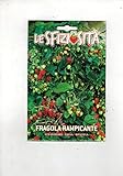 foto: acquista Fragola Rampicante (Semente) semi strawberry fragaria ananassa on-line, miglior prezzo EUR 6,50 nuovo 2024-2023 bestseller, recensione