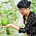 foto SEMI PLAT firm-20pcs mini semi di anguria verdura frutta e semi di anguria skgs balcone commestibile bonsai 2024-2023