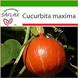 foto: acquista SAFLAX - Zucca di Hokkaido - 10 semi - Con substrato - Cucurbita maxima on-line, miglior prezzo EUR 4,45 nuovo 2024-2023 bestseller, recensione