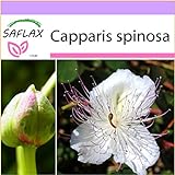 foto: acquista SAFLAX - Cappero - 25 semi - Capparis spinosa on-line, miglior prezzo EUR 3,75 nuovo 2024-2023 bestseller, recensione
