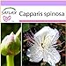 foto SAFLAX - Cappero - 25 semi - Capparis spinosa 2024-2023