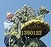 foto 20 pezzi giganti di semi di girasole gigante grandi semi di fiori di girasole Black Russian semi di girasole per il giardino di casa 2024-2023