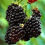 foto: acquista Nuovo Rosso Nero Giallo Lamponi Semi cespuglio di frutta Berry Rubus giardino 20pcs on-line, miglior prezzo EUR 10,99 nuovo 2024-2023 bestseller, recensione