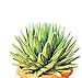 foto PIANTE GRASSE VERE RARE Agave Regina Vittoria VASO 35 COLTIVAZIONE Produzione Viggiano Cactus 2024-2023