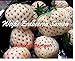 foto 100x bianco fragole ANANAS GUSTO semi seme Eye-catcher Pianta Frutta COMMESTIBILE Giardino Novità #121 2024-2023