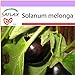 foto SAFLAX - Melanzana - 20 semi - Solanum melonga 2024-2023