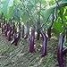 foto 100pcs bianchi semi lungo melanzane asiatici frutta & verdura semi di piante Alto tasso di germinazione di piante casa e il giardino facile da coltivare 2 2024-2023