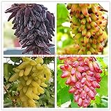 foto: acquista Shoopy Star 1: 50 pz/borsa Raro semi d'uva a dita Frutta avanzata Crescita naturale uva Delicious on-line, miglior prezzo  nuovo 2024-2023 bestseller, recensione