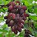 foto Pinkdose Bonsai d'uva in miniatura - Patio Syrah - Vitis Vinifera - Pianta d'appartamento - 20 pezzi - Bonsai di frutta: 8 2024-2023