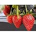 foto Semi di fragola, semi di piante da frutto fragola per giardino domestico-100pz 2024-2023