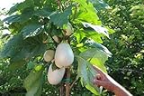 foto: acquista Portal Cool 100 semi Solanum torvum (Albero melanzane \ pomodoro) on-line, miglior prezzo  nuovo 2024-2023 bestseller, recensione