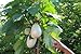 foto Portal Cool 20 Semi Solanum torvum (Albero di melanzane \ pomodoro) 2024-2023
