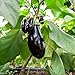 foto Melanzana, semi di melanzana - Solanum melongena 2024-2023
