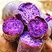 foto Visa Store Porpora: Davitu 20Pcs / Bag Semi di patate dolci Cibo fresco Vegetali da giardino Piante da giardino Rosso semi di patate viola - (Colore: Viola) 2024-2023