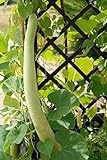 foto: acquista Semi di zucca serpente - Lagenaria siceraria - 24 semi - 24 semi on-line, miglior prezzo  nuovo 2024-2023 bestseller, recensione