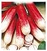 foto 600 C.ca Semi Ravanello Mezzo Lungo Rosso A Punta Bianca 2 - Raphanus sativus In Confezione Originale Prodotto in Italia - Ravanelli lunghi 2024-2023