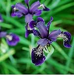 foto: acquista Fiore - Iris chrysographes Nero Oro - 50 Semi - Confezione Grande on-line, miglior prezzo EUR 8,39 nuovo 2024-2023 bestseller, recensione
