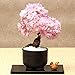 foto Sunlera 10pcs / bag cerasus semi in vaso bonsai Fiore Piante Semi per la casa le decorazioni del giardino 2024-2023