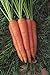 foto Shoopy Star 1500+ Seeds: Semi di Carota: Danvers 126 Carrot Seed Seed Fresh! 2024-2023