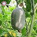 foto 10PCS Mini melone d'inverno (Benincasa hispida) sementi biologiche vegetali commestibili inverno semi del melone a casa palestra di roccia Piante 2024-2023