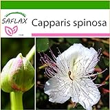 foto: acquista SAFLAX - Cappero - 25 semi - Con substrato - Capparis spinosa on-line, miglior prezzo EUR 4,45 nuovo 2024-2023 bestseller, recensione