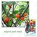 foto 30 semi / pacchetto, Arcobaleno melanzane, semi di balcone Bonsai ornamentali di frutta Melanzane di colore 2024-2023