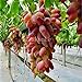 foto Pinkdose Bonsai d'uva in miniatura - Patio Syrah - Vitis Vinifera - Pianta d'appartamento - 20 pezzi - Bonsai di frutta: 6 2024-2023