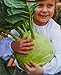 foto Cavolo rapa, semi di cavolo rapa gigante - Brassica oleracea convar. acephala alef. var. gongylodes - semi 2024-2023