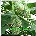 foto Pinkdose Melanzane, Semi variopinti Piuttosto Melanzana, Non transgenici Verdure Semi - 100 Particelle Seed: Bianco 2024-2023
