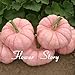 foto Portal Cool 20 Semi di zucca rosa Semi di piante rari Non OGM Delicous Fai da te Sementi di ortaggi 2024-2023