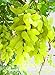 foto Pinkdose Nuovo arrivo! 100% vera d'oro dito verde dolce uva biologica bonsai, 50 pc/pacchetto, Hardy impianto squisita della frutta, BEB5BB 2024-2023