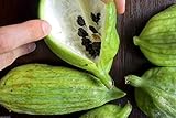 foto: acquista Caigua 10 Semi (pronunciato Kai-wa) Ediblefruit, semi, e Leaves.very cetriolo Rare on-line, miglior prezzo EUR 10,99 nuovo 2024-2023 bestseller, recensione