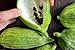 foto Caigua 10 Semi (pronunciato Kai-wa) Ediblefruit, semi, e Leaves.very cetriolo Rare 2024-2023