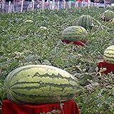 foto: acquista Visa Store Davitu 30Pcs Semi di anguria gigante Re nero di tiranno Super Sweet Watermelon Seeds Garden Fruit on-line, miglior prezzo  nuovo 2024-2023 bestseller, recensione