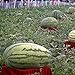 foto Visa Store Davitu 30Pcs Semi di anguria gigante Re nero di tiranno Super Sweet Watermelon Seeds Garden Fruit 2024-2023